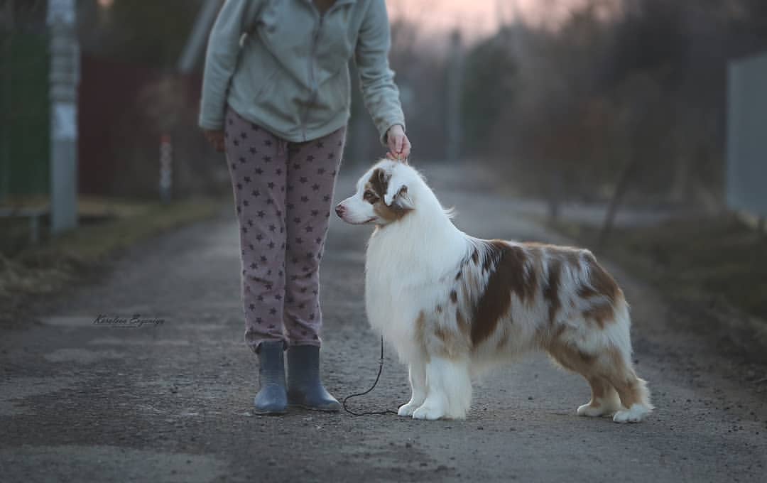 iz_doma_korolevoi_kennel в LOOKY — фото 2