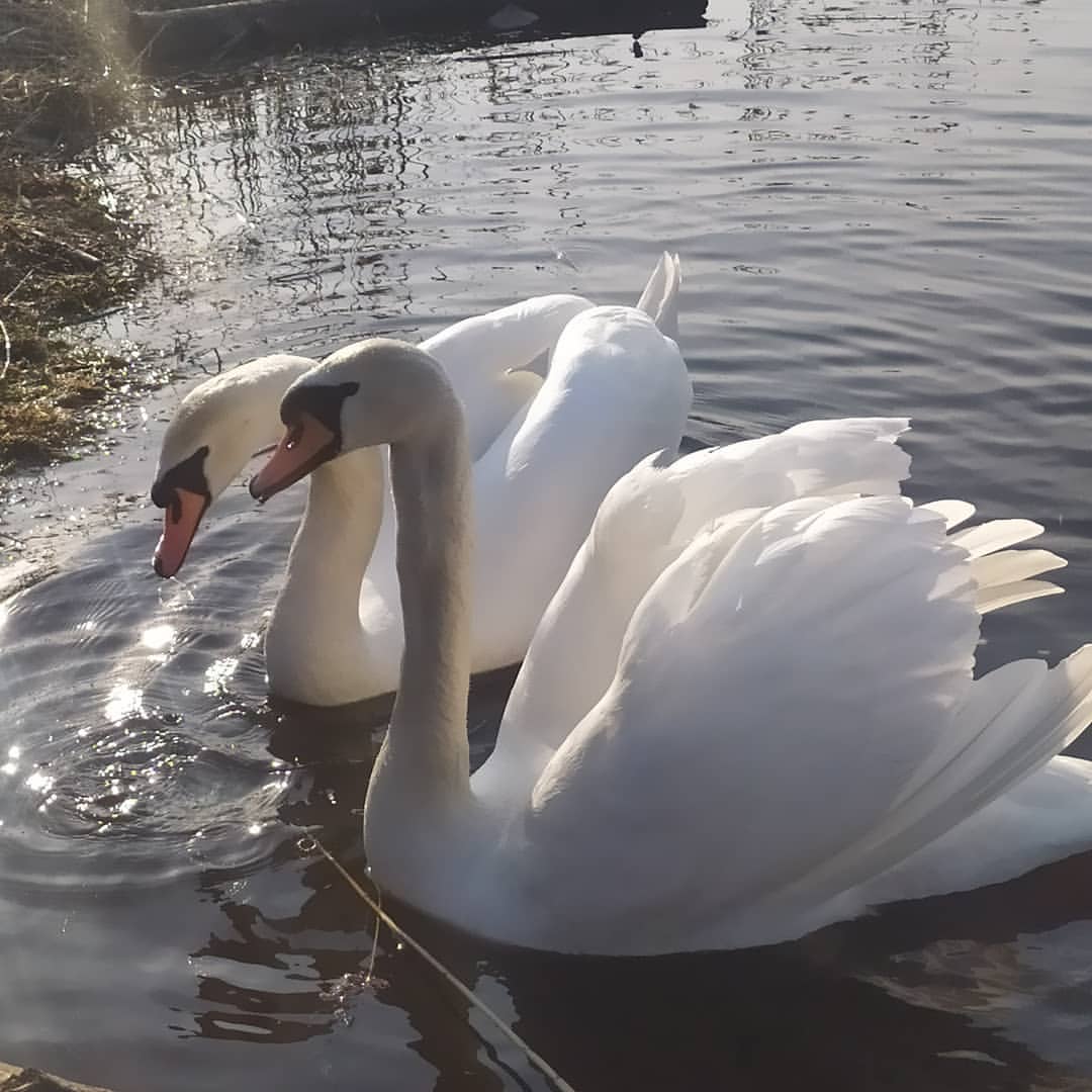 konon.ekaterina01 in LOOKY. . 🦢❤