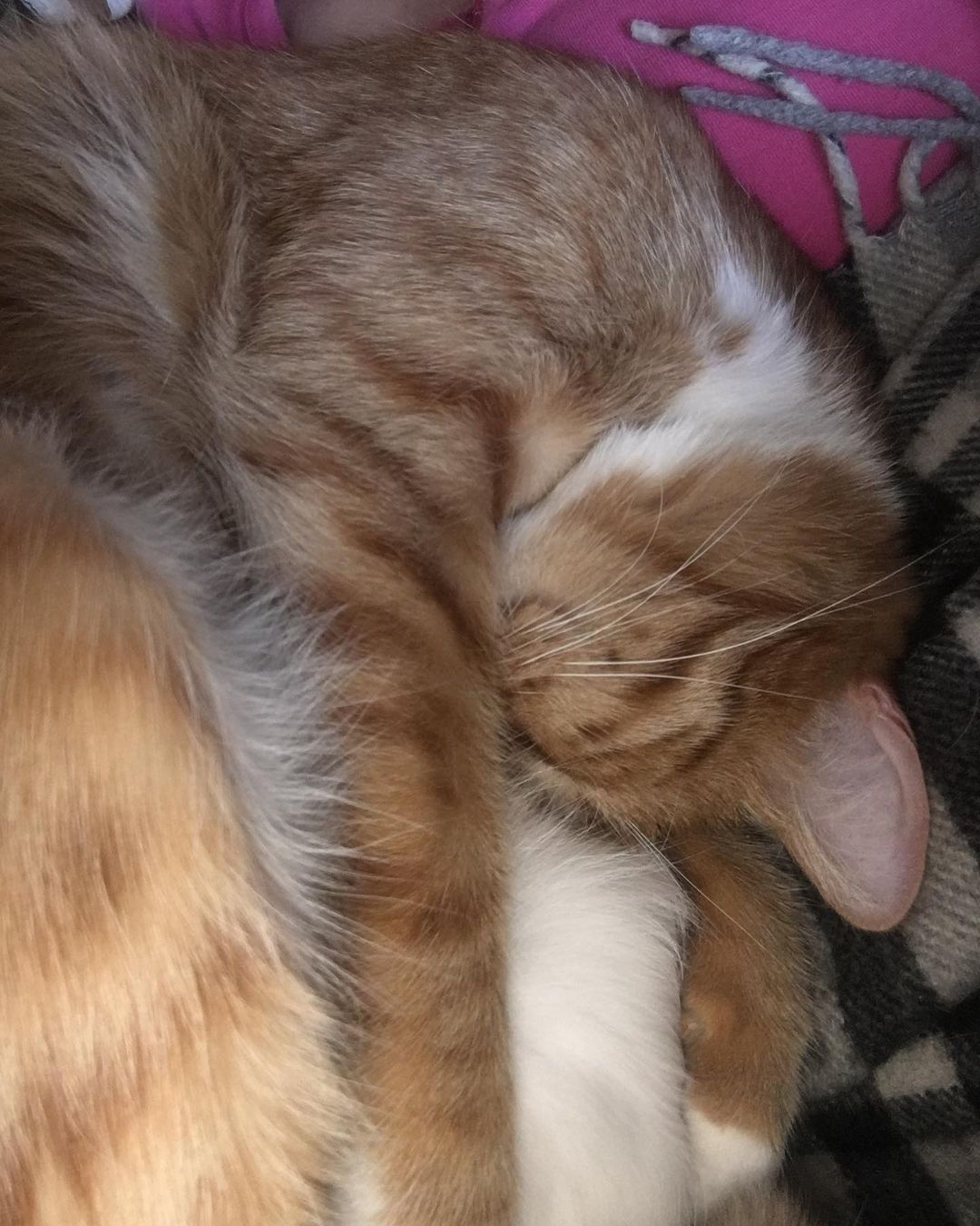 yakovaleksandrovich в LOOKY — Как же рядом с Ма хорошо 😽 #кот #котики #котэ #котейка #кот
