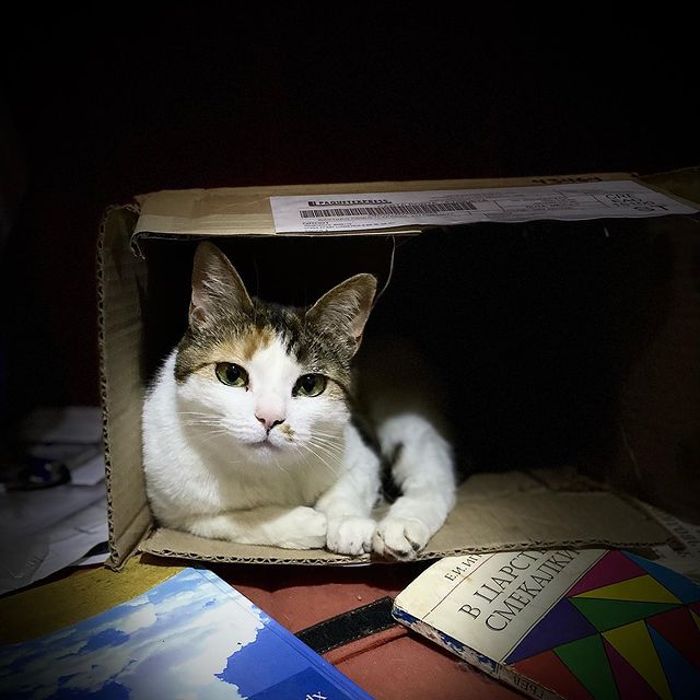 antoninasedova_g в LOOKY. . Маня и Царство смека...