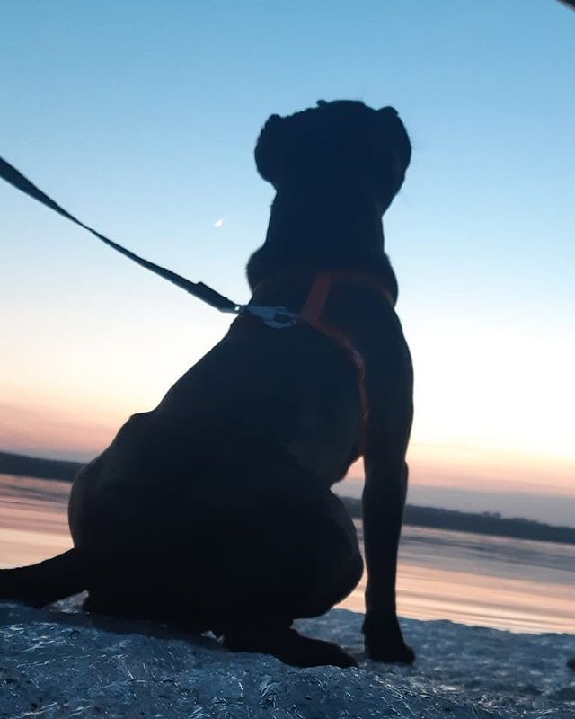 amstaff.beyli в LOOKY. #бэйли,#Стафф. #бэйли #Стафф