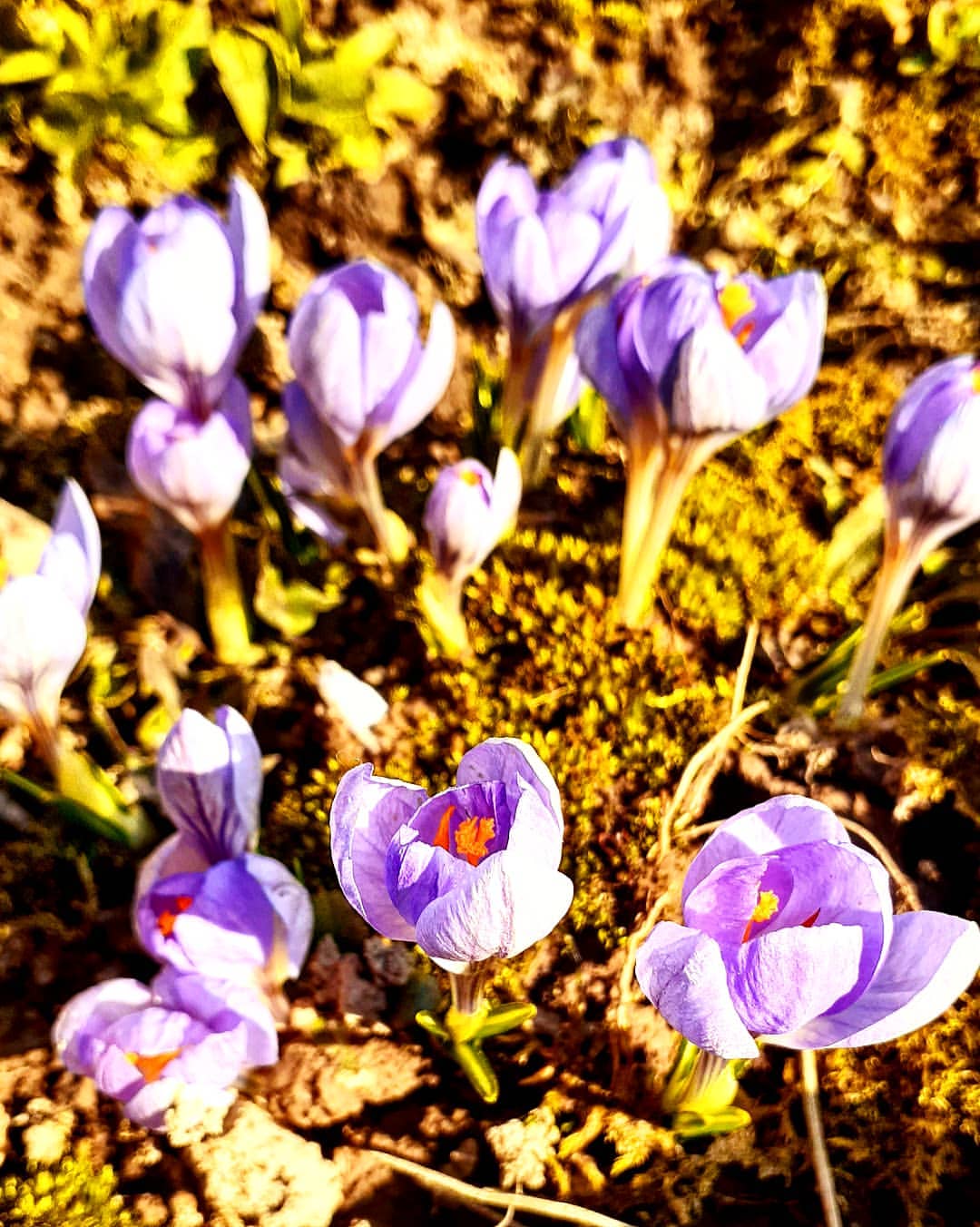 antsiferovbreed в LOOKY — фото 10