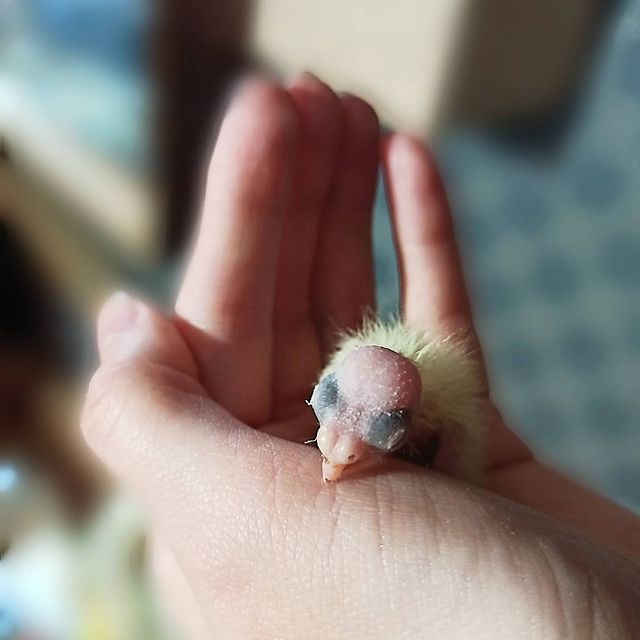 lifechickspb в LOOKY. #птенец,#птенчик,#попугаи,#попугай,#кореллы,#корелла,#корелланапродажу,#спб,#загородом,#весна,#птицы,#птица,#pets,#petersburg,#parrots,#photo,#parrotsofinstagram,#parrot,#pet,#bird,#birds,#cockatielsofinstagram,#cockatiel. 🐥
#птенец #птенчик ...