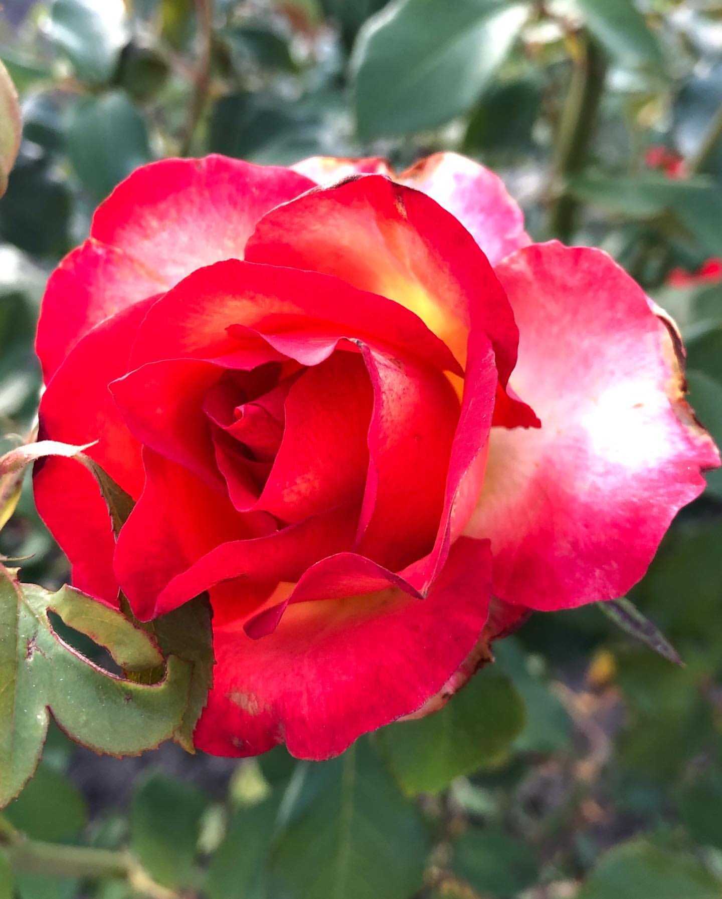 _garden_dream_ в LOOKY — фото 10
