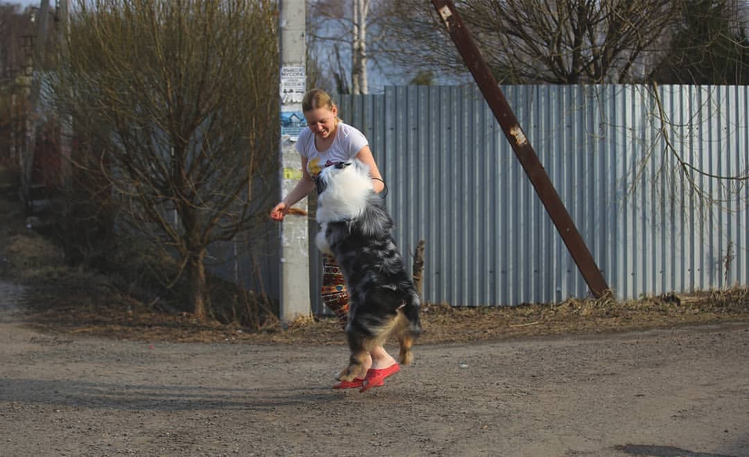 iz_doma_korolevoi_kennel в LOOKY — фото 7