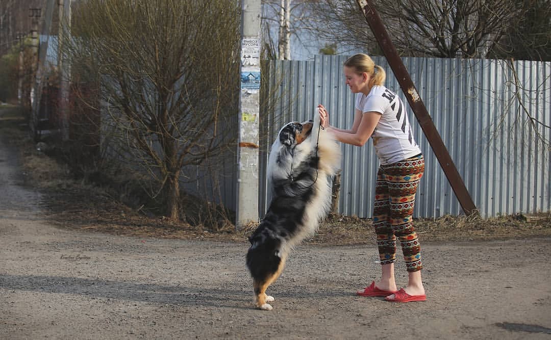 iz_doma_korolevoi_kennel в LOOKY — фото 3