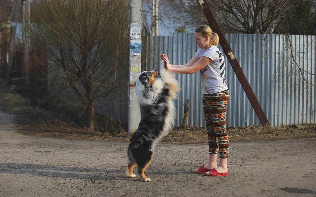 iz_doma_korolevoi_kennel в LOOKY — фото 2