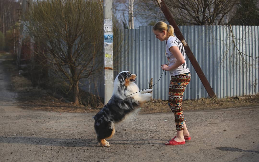 iz_doma_korolevoi_kennel в LOOKY — фото 4