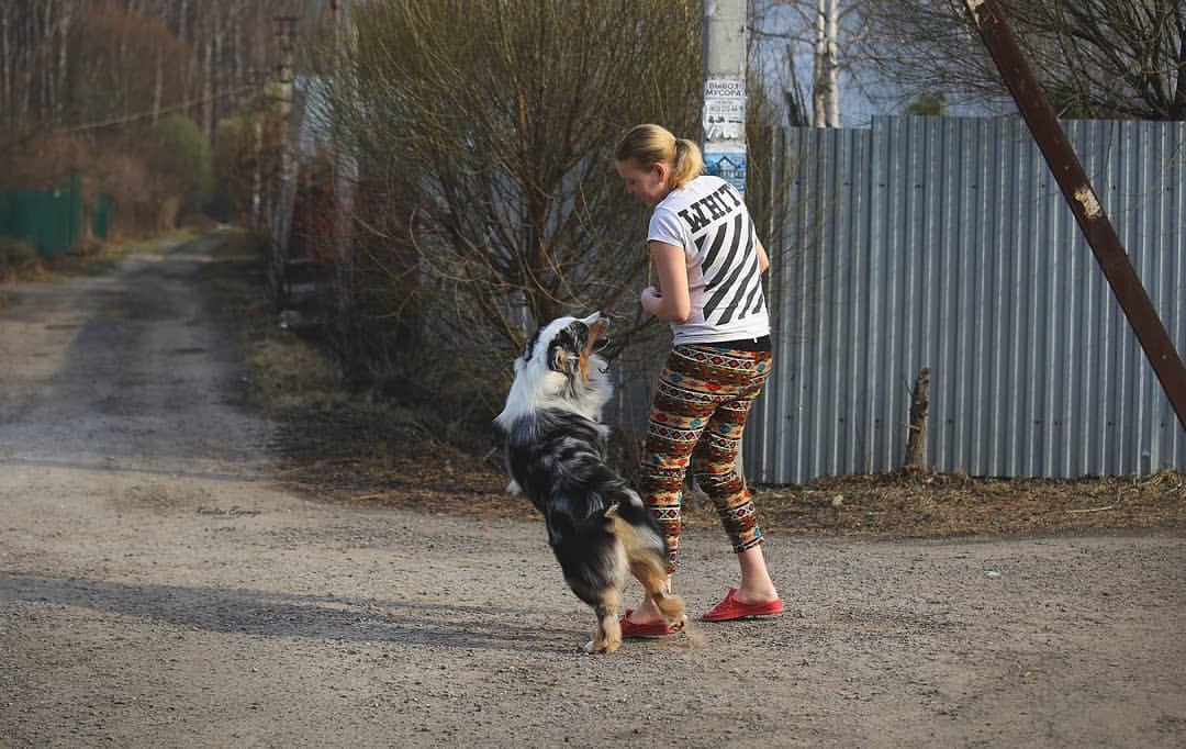 iz_doma_korolevoi_kennel в LOOKY — фото 5