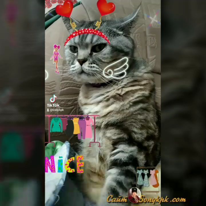 artur_khv в LOOKY. #котикиправятмиром,#кысямоя,#catstagram,#catlover. Я в роли секретаоши ...