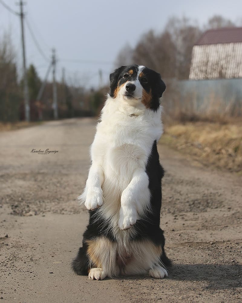 iz_doma_korolevoi_kennel в LOOKY — фото 2