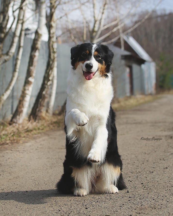 iz_doma_korolevoi_kennel в LOOKY — фото 3