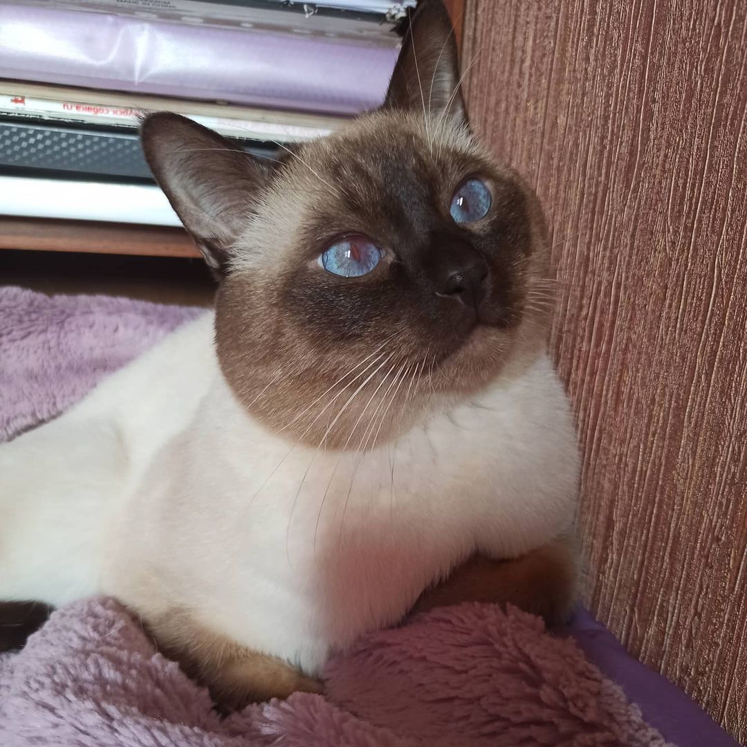 azure_glory_cattery в LOOKY — Мур❤️💞❤️папочка всех наших котят 🐾 в питомнике есть свобод