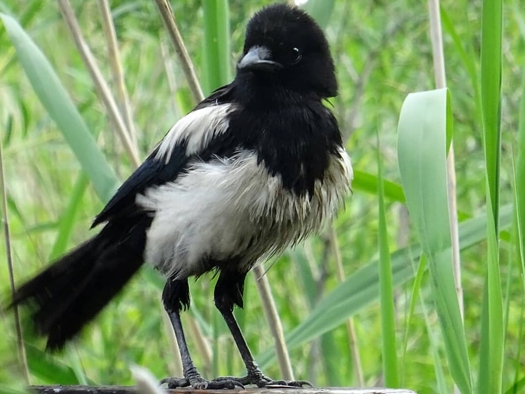 _yulya_goroshko_ в LOOKY — фото 2