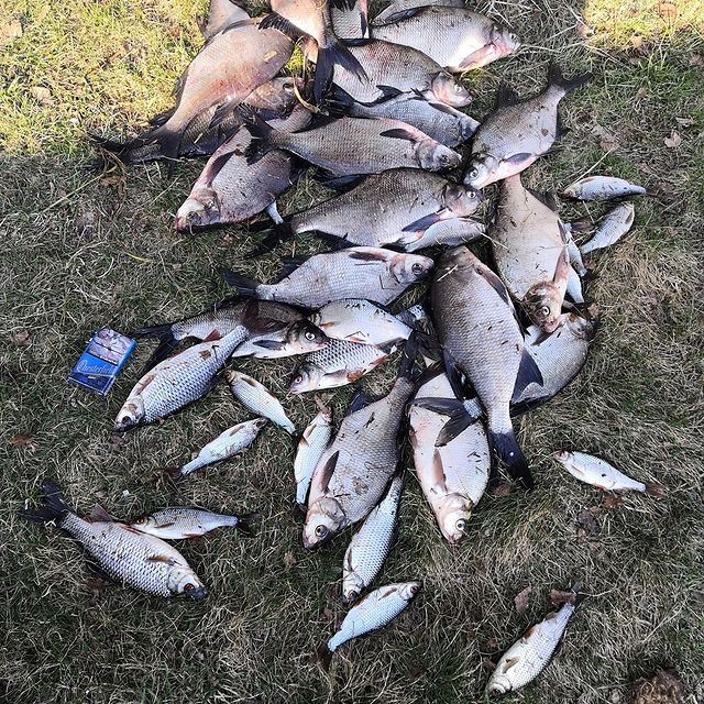 kirzin_last в LOOKY. #33рыболова,#33fishing,#rusfishing,#2021,#лещ,#плотва,#мах,#поплавок. Открылись 😎💪 #33ры...