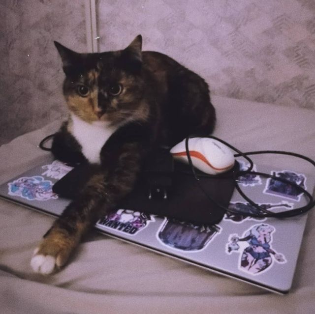 _musya_a в LOOKY. #cat,#고양이,#wife,#아내,#animal,#animalinsta,#instamood,#russiangirl🇷🇺,#tattoogirl,#honor10i,#instalike,#instadaily,#followme. My laptop was taken ...