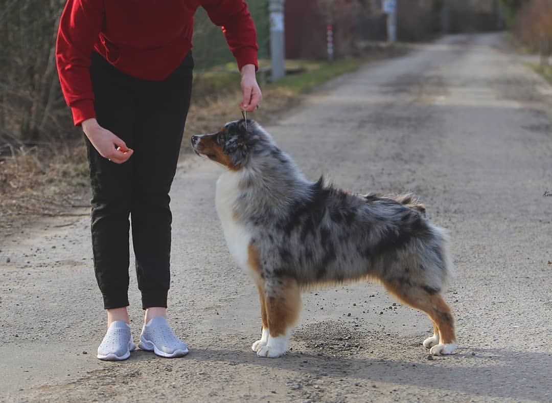 iz_doma_korolevoi_kennel в LOOKY — фото 7