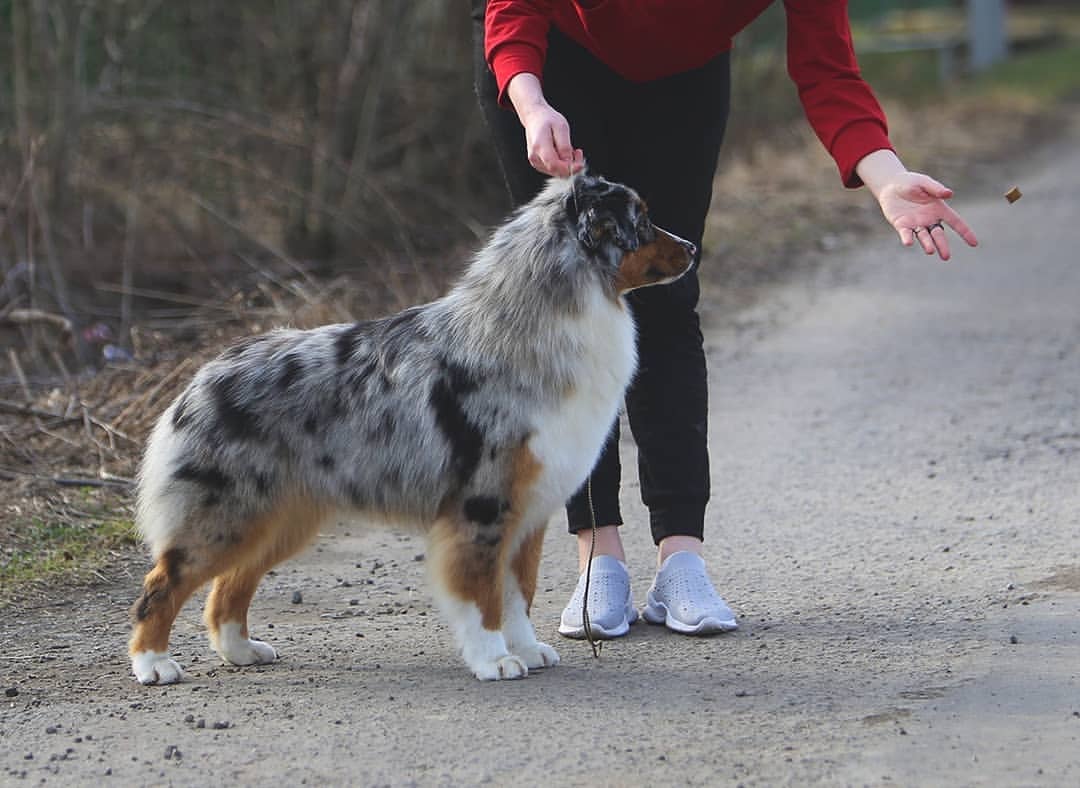 iz_doma_korolevoi_kennel в LOOKY — фото 3