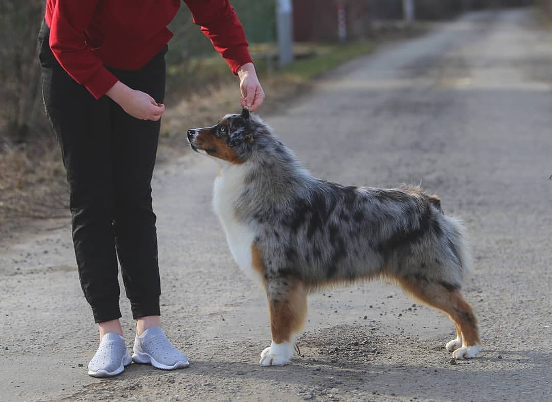 iz_doma_korolevoi_kennel в LOOKY — фото 6