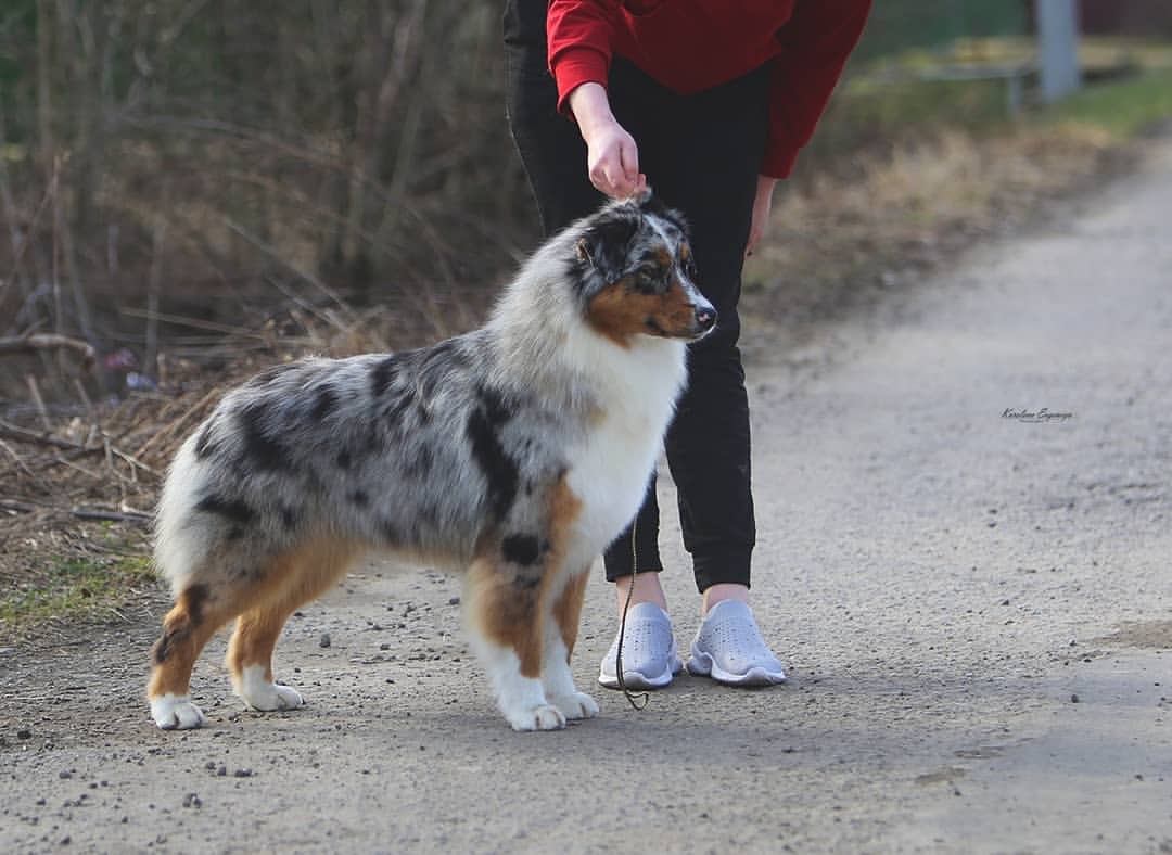 iz_doma_korolevoi_kennel в LOOKY — фото 4