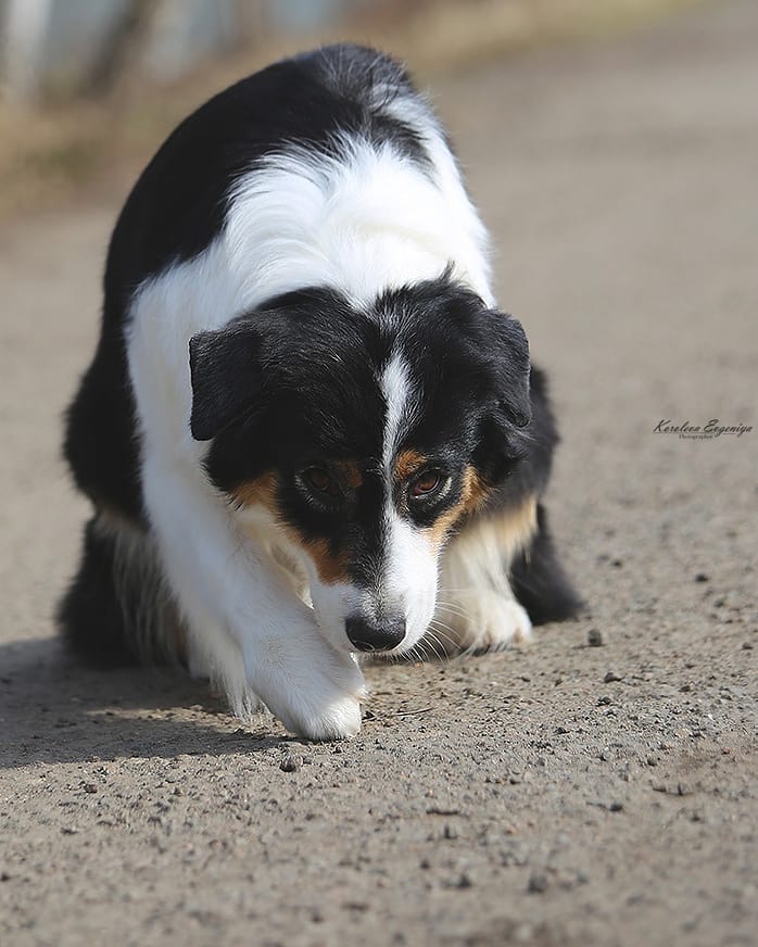 iz_doma_korolevoi_kennel в LOOKY — фото 2