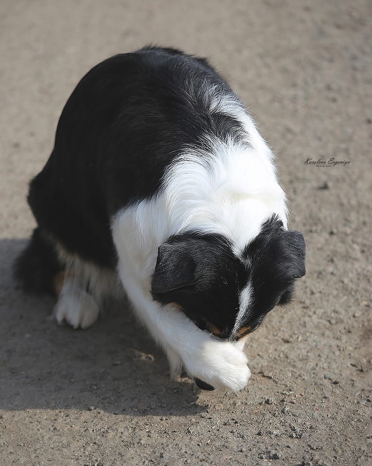 iz_doma_korolevoi_kennel в LOOKY — фото 3