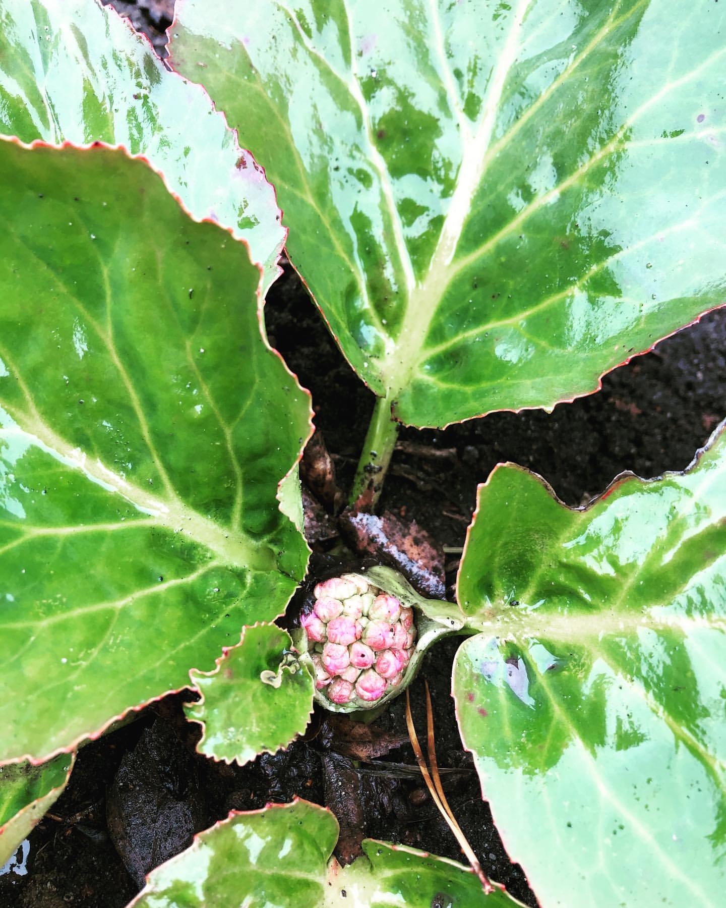 _garden_dream_ в LOOKY — фото 8