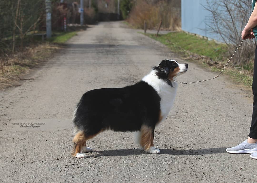 iz_doma_korolevoi_kennel в LOOKY — фото 2