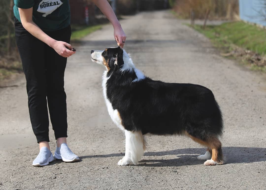 iz_doma_korolevoi_kennel в LOOKY — фото 4