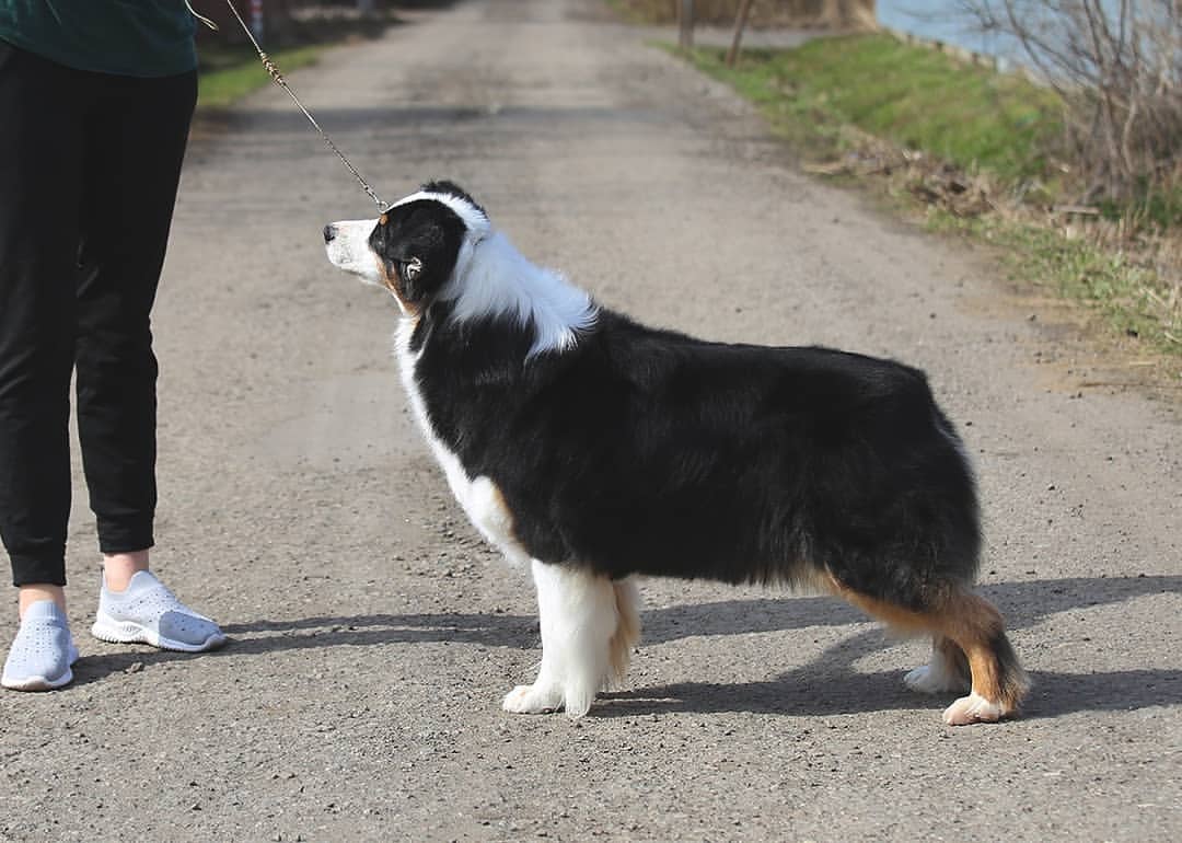 iz_doma_korolevoi_kennel в LOOKY — фото 3
