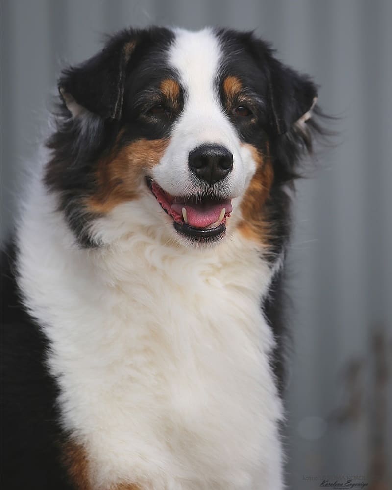 iz_doma_korolevoi_kennel в LOOKY — фото 2