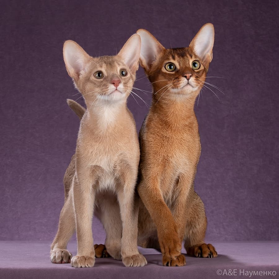 abyssinian_wildaby в LOOKY — фото 6