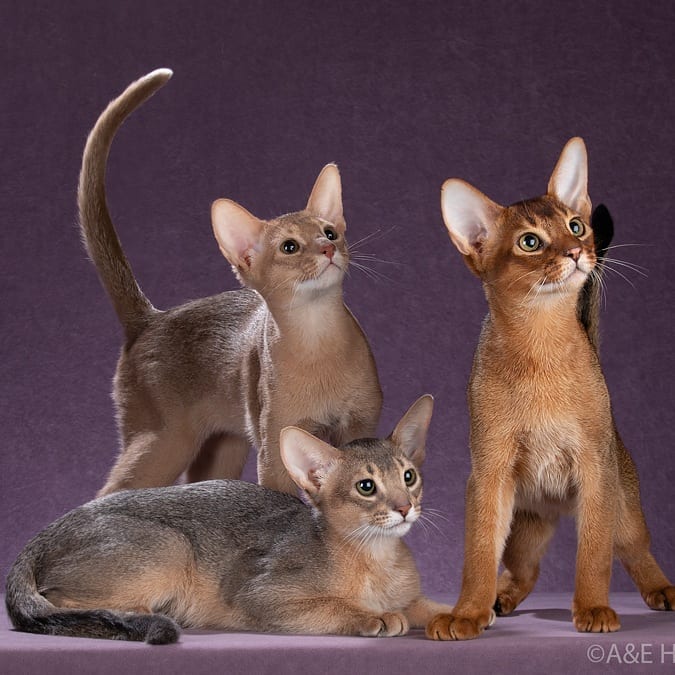 abyssinian_wildaby в LOOKY — фото 7