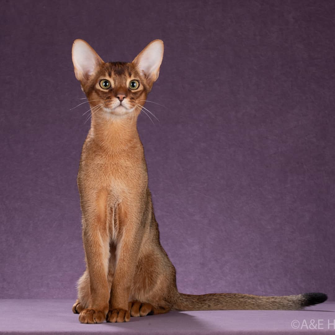 abyssinian_wildaby в LOOKY — фото 3