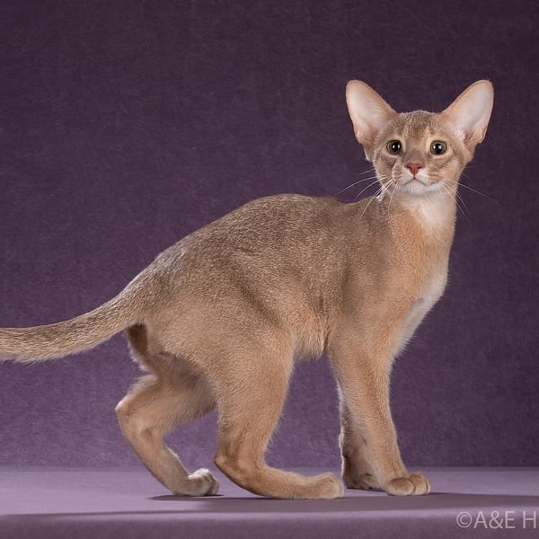 abyssinian_wildaby в LOOKY — фото 9
