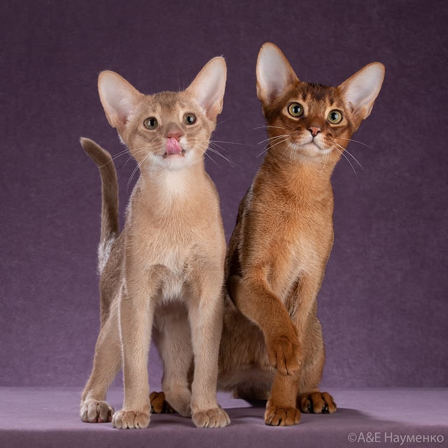 abyssinian_wildaby в LOOKY — фото 8