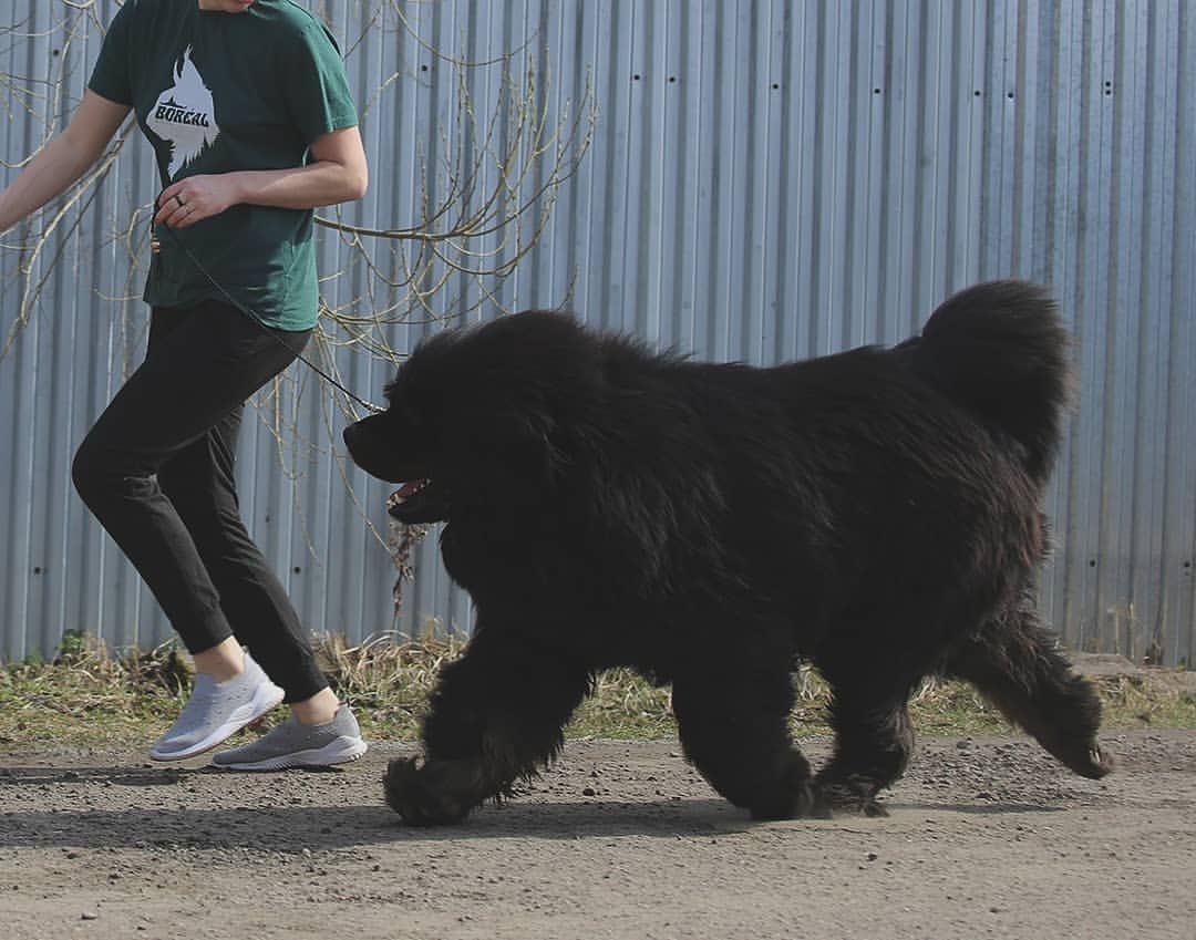 iz_doma_korolevoi_kennel в LOOKY — фото 4