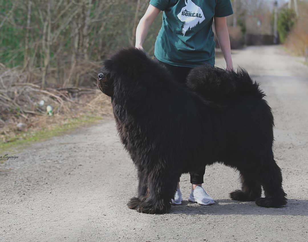 iz_doma_korolevoi_kennel в LOOKY — фото 3