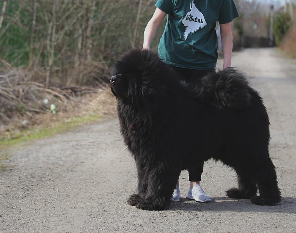 iz_doma_korolevoi_kennel в LOOKY — фото 2