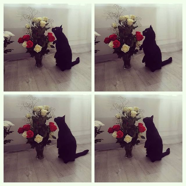 dilyara.sultan в LOOKY. . 😻😻😻