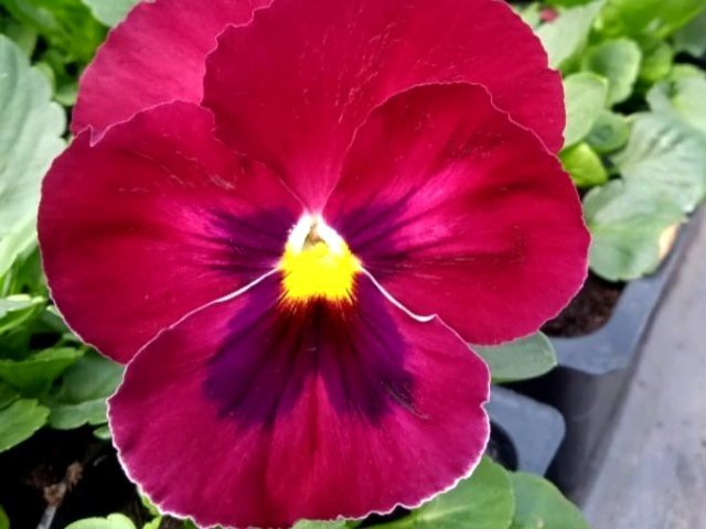 suvorovakorolina в LOOKY. . Продам красоту 🌷
По...