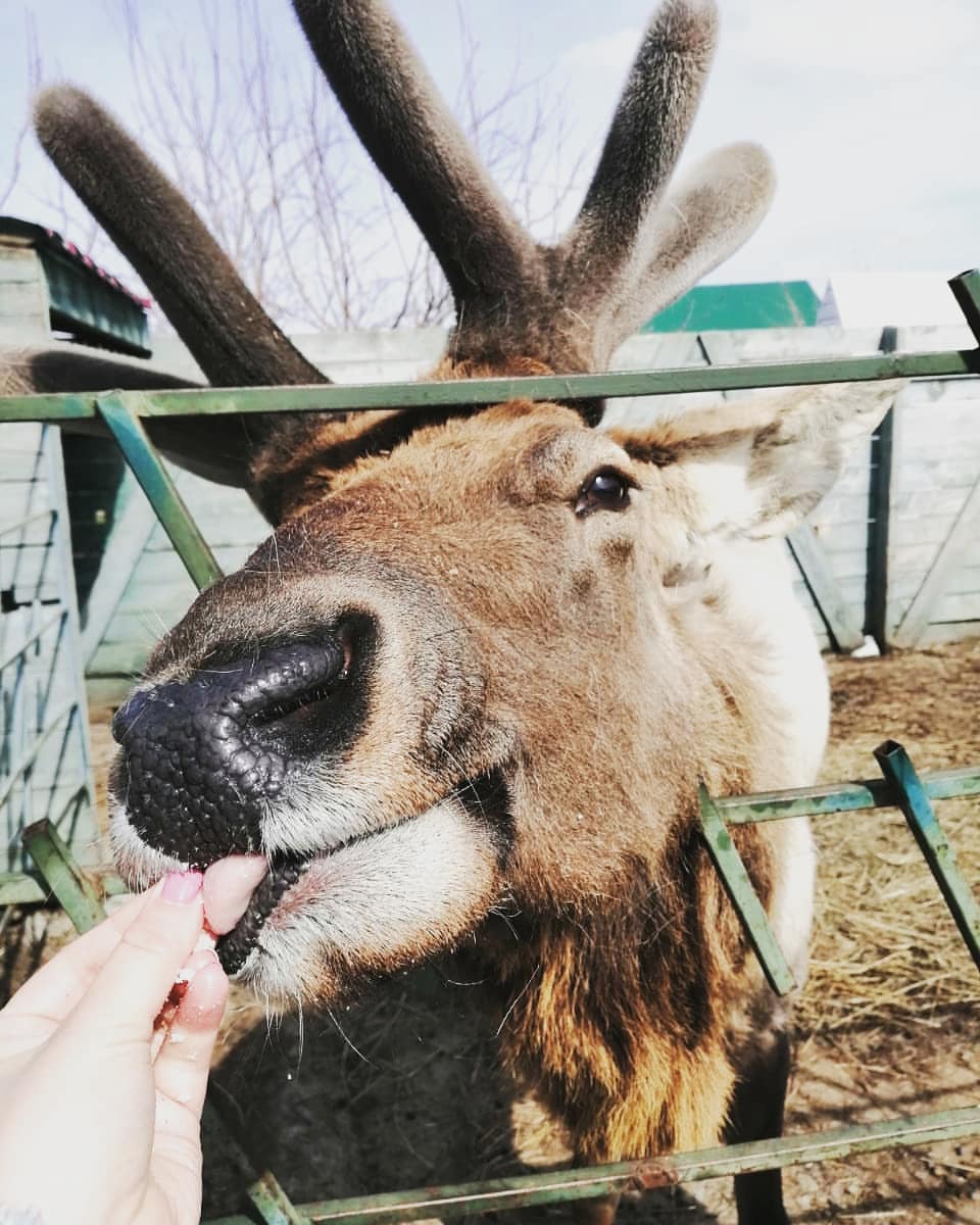 anastasiya_hope666 в LOOKY. #animal,#smile,#животные,#инстаживотные,#природаматушка,#beautiful,#photooftheday,#nature,#animallover,#sky. #animal #smile #живо...
