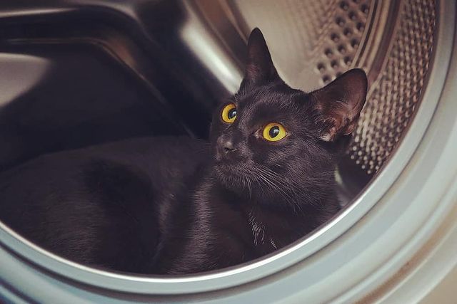 pudova__tatiana в LOOKY. #кот#черныйкот#черный_кот#котэ#мурмяу#мурмяу🐾,#день#ночь#селфи#фото#лайк,#инстаграмм#инста#инчтатаг#я#россия#самара#followe#happy#instagood#лайкилайки. Да, да мне тут удобн...