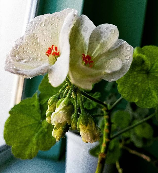 alinka_igonina в LOOKY. . 🍀🌷🌱🌼