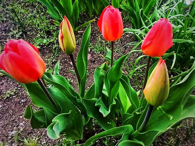 viktori_ya12 в LOOKY. #,#весна2021,#веснапришла,#веснавесна,#инстаграманет,#инстатаг,#азовкоеморе,#жизньнаберегуморя,#веснатакаявесна,#тюльпаны,#нарциссы,#инстаграм,#инстаграманет,#инстатаг,#взаимнаяподписка. Первые весенние цвет...