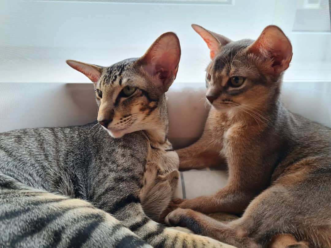 abyssinian_wildaby в LOOKY — Цезарь и его брат Ося 😻
Сладкие детки 💗
Фотопривет прислал