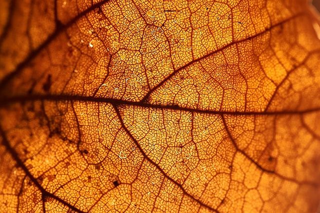 tschernawzew в LOOKY. #mapleleaf,#grated,#dry,#macko,#ahornblatt,#gelb,#trocken,#makrofotografie,#makro,#кленовыйлист,#жолтый,#сухой,#макро,#масрофото. #mapleleaf #grated #...