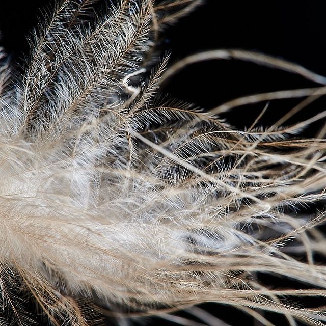 tschernawzew в LOOKY. #fluff,#feather,#macro,#flaum,#feder,#makro,#пух,#перо,#макро. #fluff #feather #mac...