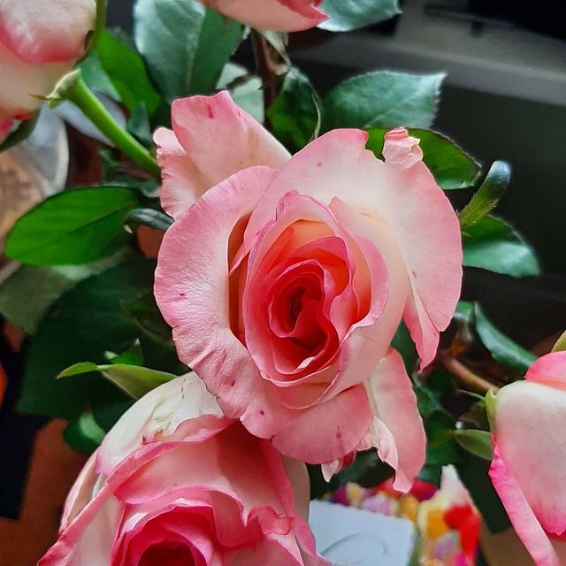 shinobi_koe в LOOKY. #подарок,#gift,#букет,#букетроз,#bouquet,#bouquetofroses,#миллионалыхроз,#кузницавёлунда,#waylandssmithy,#waylandssmithy_прекрасноговамвленту,#виновинишко,#winetime. Цветы. Конфеты. Кова...