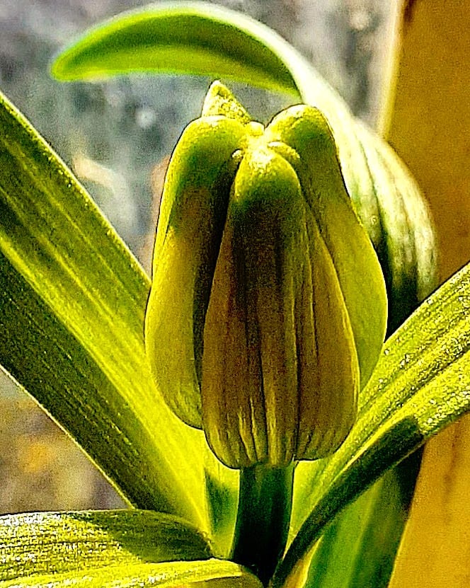 antsiferovbreed в LOOKY — фото 3